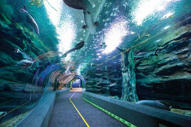 ソウル 蚕室(チャムシル) ・ ロッテワールド水族館(スジョクカン) 入場券(ニュウジョウケン)