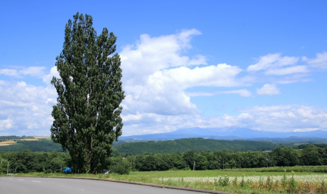[쿠루쿠루버스] 삿포로 출발: 비에이 & 후라노 일일 투어