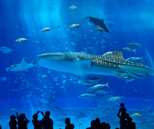 activity_detail_image