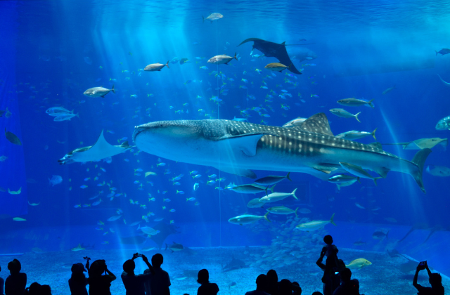 Okinawa FunPass Churaumi package