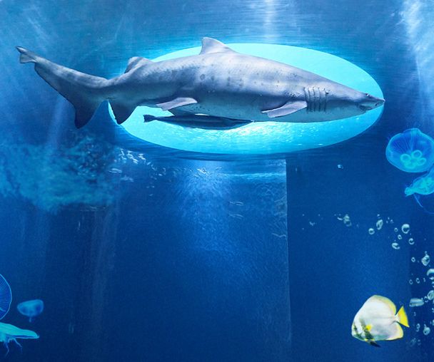 activity_detail_image