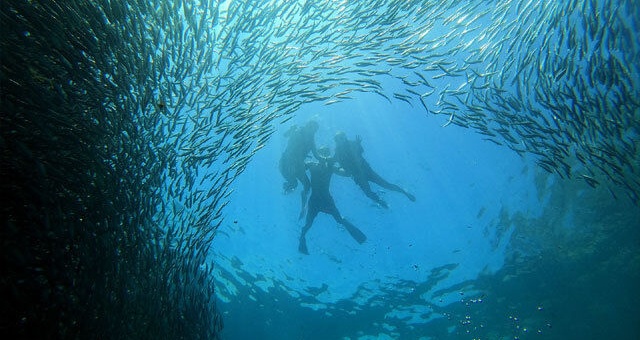 [렛츠고보홀] 보홀 나팔링 & 발리카삭 먹방 호핑 투어 (씨푸드 점심, 간식)