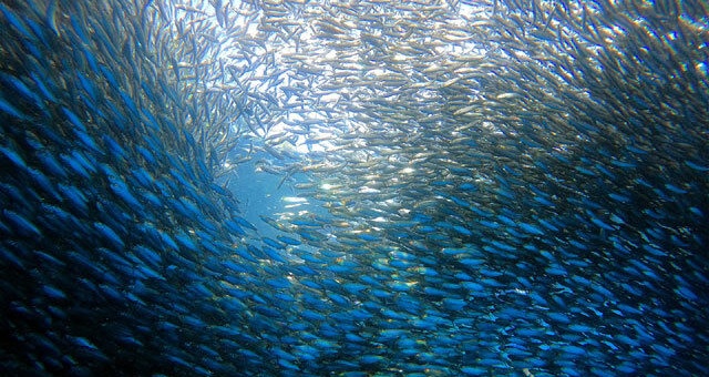 [렛츠고보홀] 보홀 나팔링 & 발리카삭 먹방 호핑 투어 (씨푸드 점심, 간식)