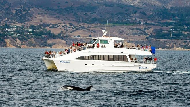 Los Angeles Long Beach: Whale & Dolphin Watching Cruise Tour