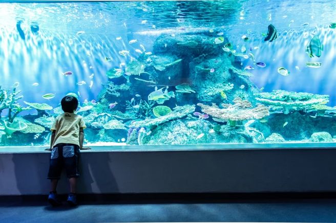 Tokyo Shinagawa Aquarium Admission Ticket
