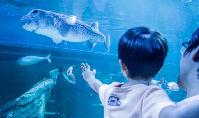 東京 しながわ水族館 入場チケット