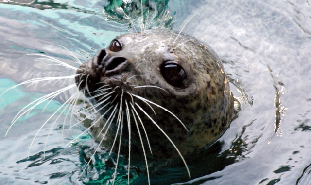 東京 しながわ水族館 入場チケット