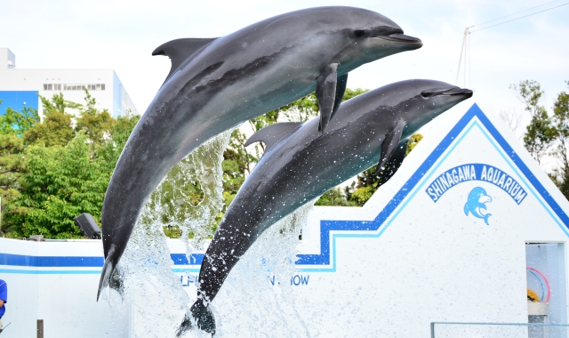東京 しながわ水族館 入場チケット