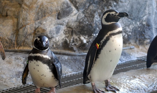東京 しながわ水族館 入場チケット