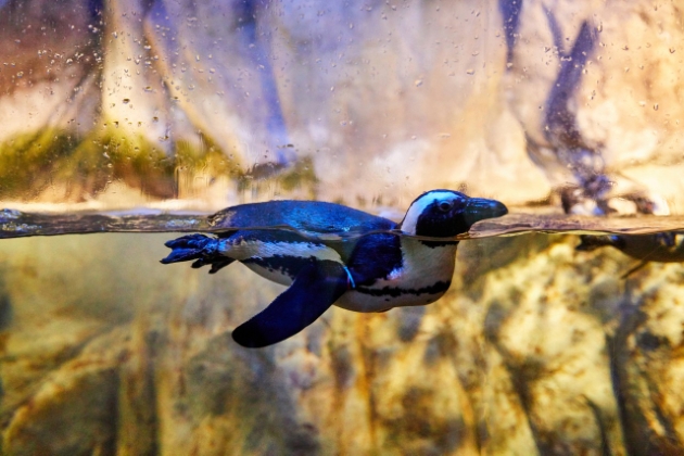 부산 아르떼뮤지엄 + 씨라이프부산아쿠아리움 패키지