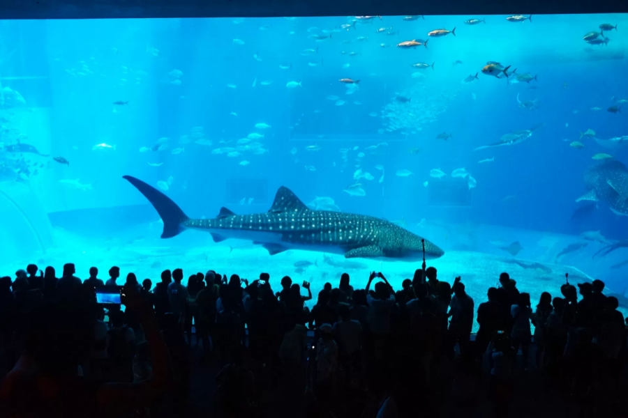나하 공항 - 츄라우미 수족관 왕복 고속버스 티켓
