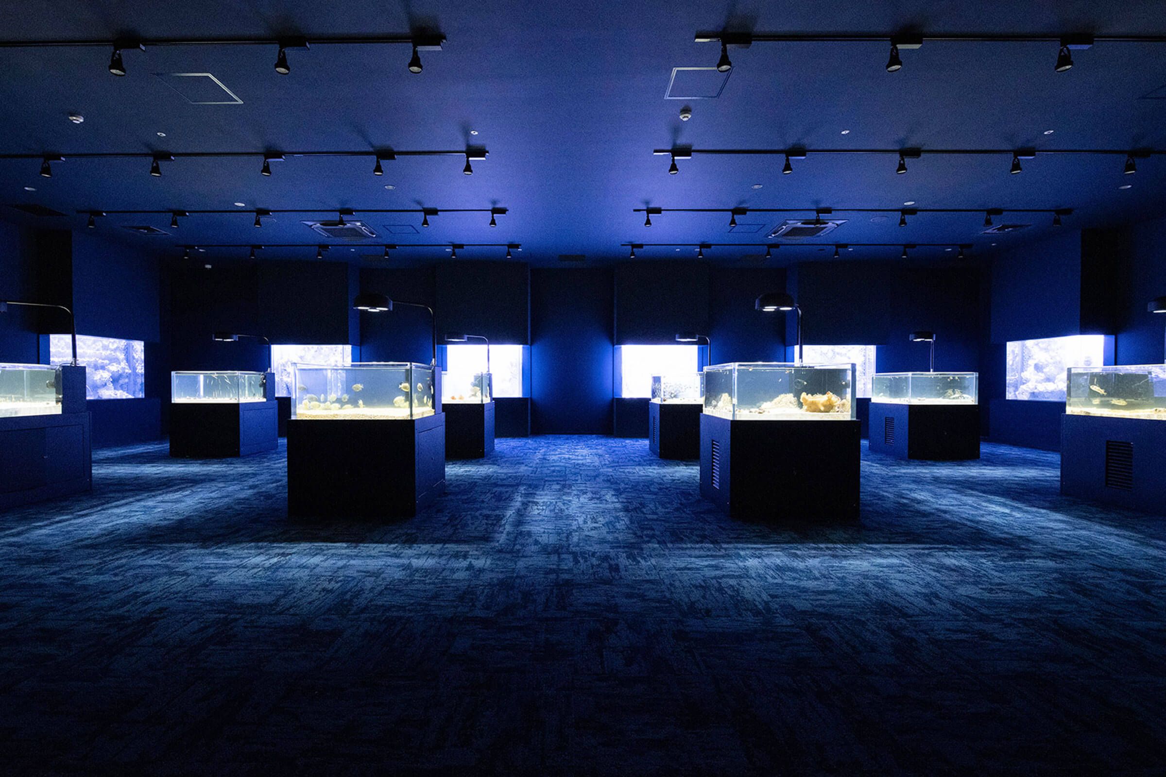 오키나와 DMM 카리유시 수족관 입장권 (아이스크림 1개 증정)