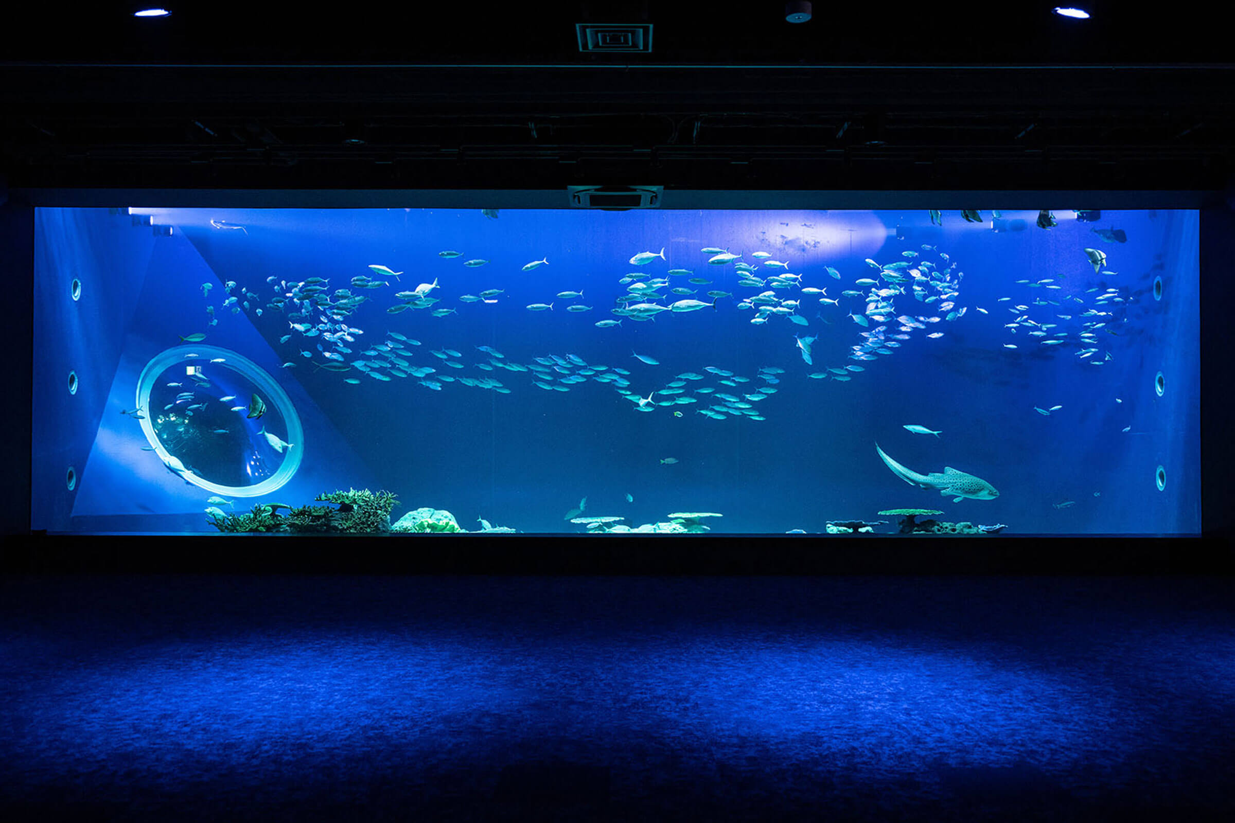 오키나와 DMM 카리유시 수족관 입장권 (아이스크림 1개 증정)