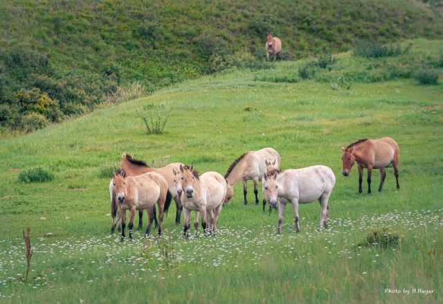 [모코투어] [2박3일] 몽골 테를지 풀패키지 투어 - 테를지 / 천진벌덕 전망대