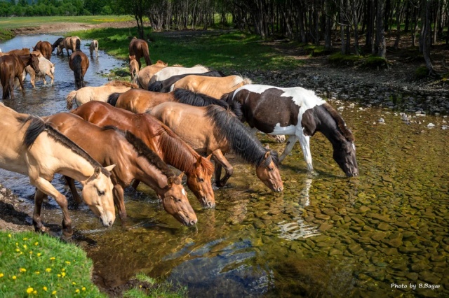 [모코투어] [3박4일] 유목민 전통 승마 아카데미 투어