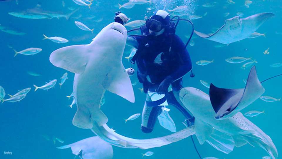 대구 신세계 아쿠아리움 After5 입장권