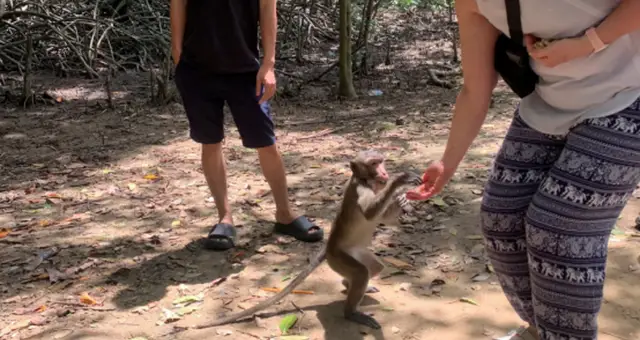 호치민 출발: 껀저 원숭이섬 일일 투어
