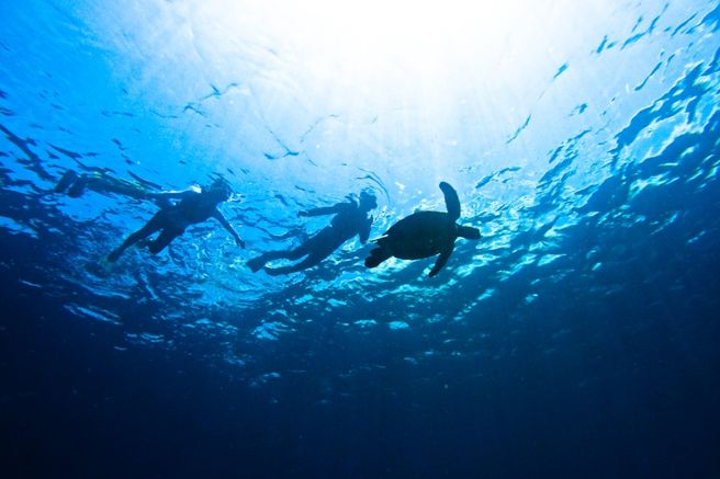 石垣島 ウミガメシュノーケリング&青の洞窟ツアー
