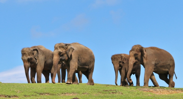 [테라투어] 후쿠오카 유후인 & 벳부 아프리칸 사파리 일일 투어