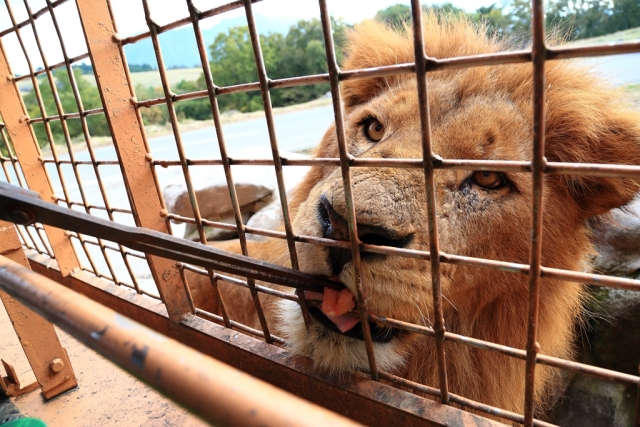 [테라투어] 후쿠오카 유후인 & 벳부 아프리칸 사파리 일일 투어