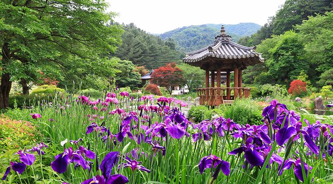 가평 아침고요수목원 + 가족 동물원 입장권 패키지