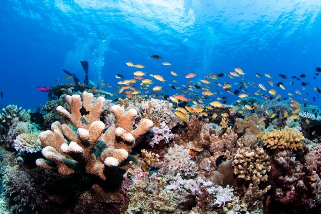 세부 해양스포츠 총집합 (스쿠버다이빙, 씨워커, 씨스쿠터, 패러세일링, 제트스키, 바나나 보트, 워터볼)