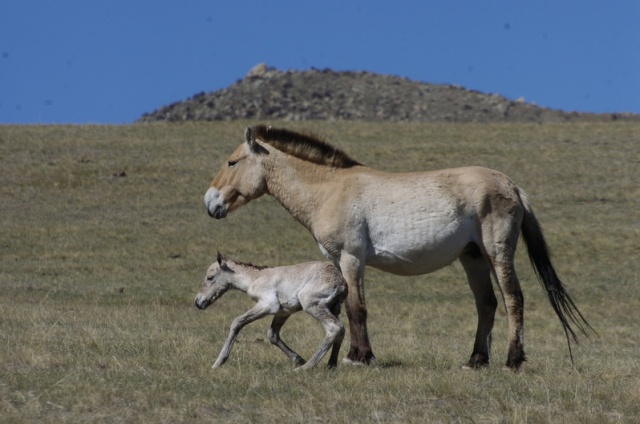 [모코투어] [7박8일] 몽골의 보석 홉스골 투어 - 와그 ONLY