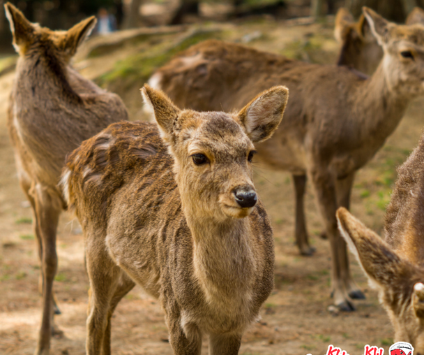 activity_detail_image