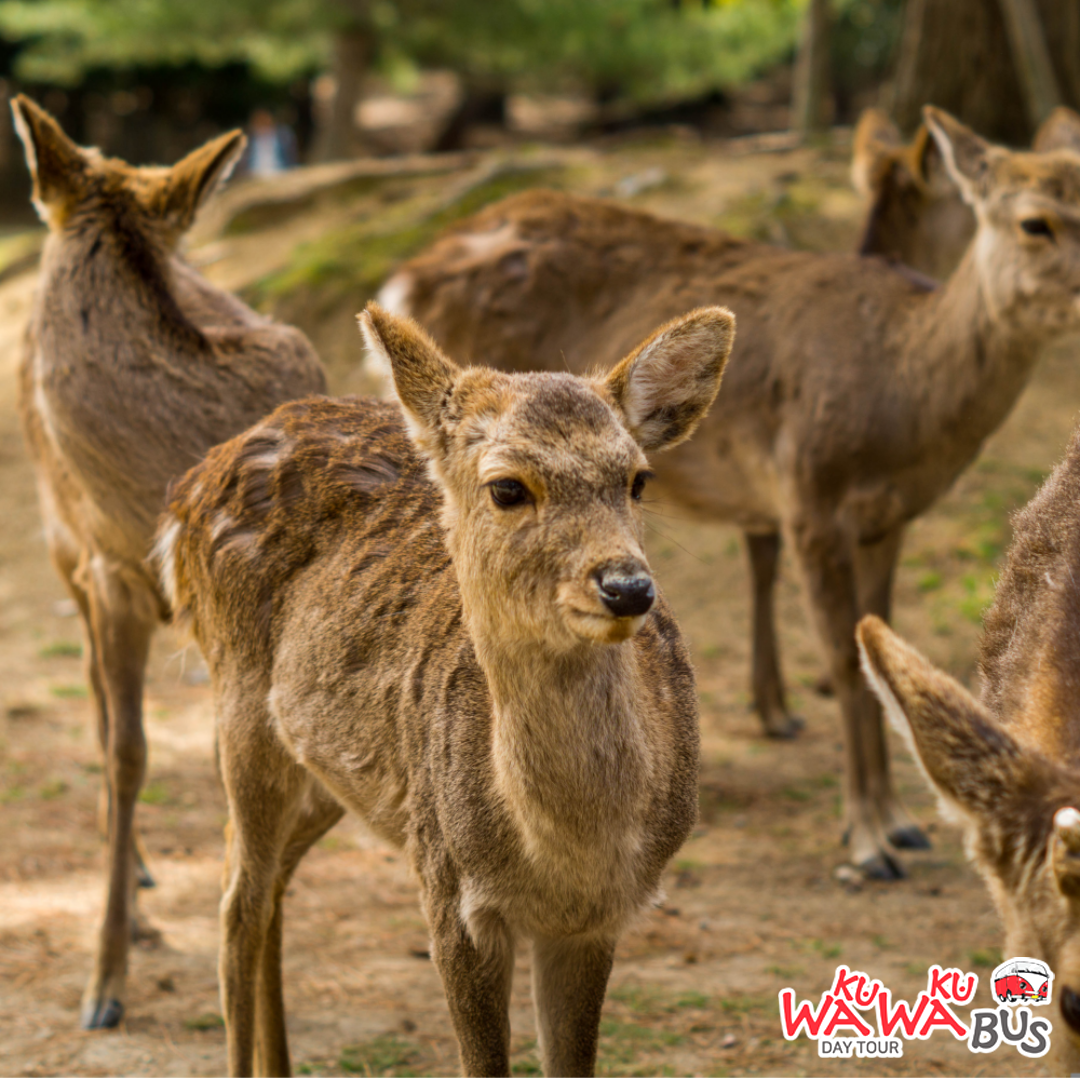 [와쿠와쿠] 오사카 출발: 나라, 아리마 온천, 고베 버스 2호선 투어