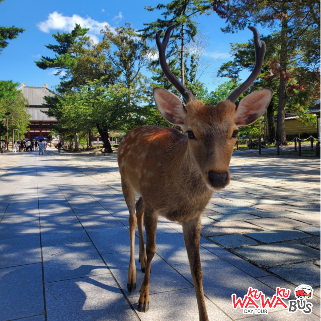 [와쿠와쿠] 오사카 출발: 나라, 아리마 온천, 고베 버스 2호선 투어