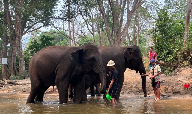 치앙마이 뱀부 래프팅 투어 (픽업/드랍, 입장권 포함)