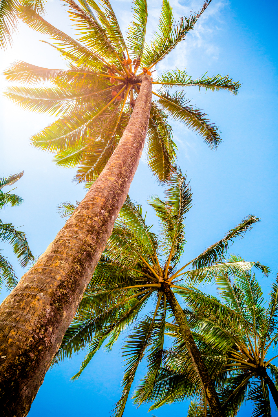 [여행한그릇] 하와이 호놀룰루 버스 투어 (무료 사진 촬영)