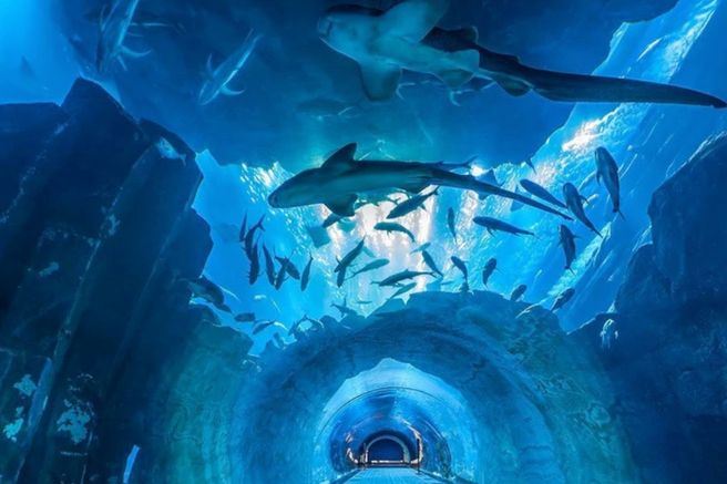 방콕 씨라이프 오션월드 입장권