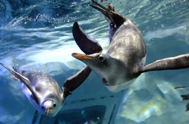 방콕 씨라이프 오션월드 입장권