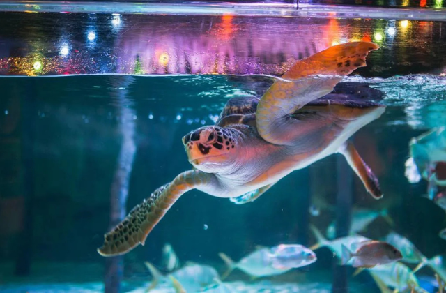 방콕 씨라이프 오션월드 입장권