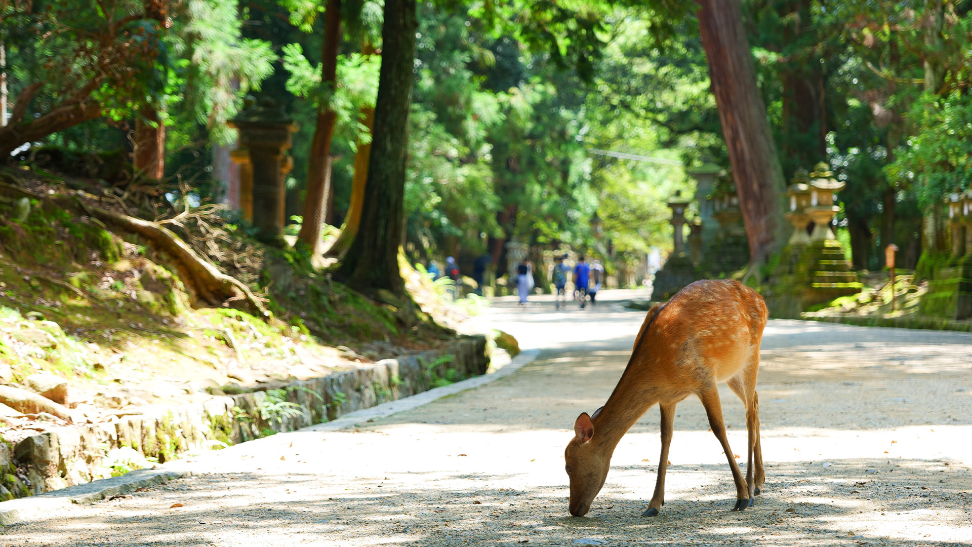 activity_detail_image