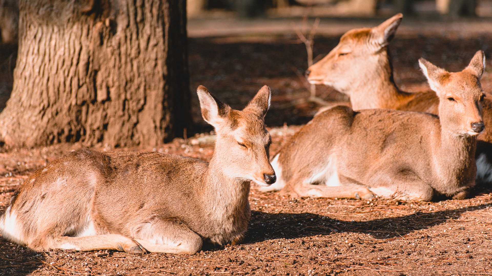 activity_detail_image