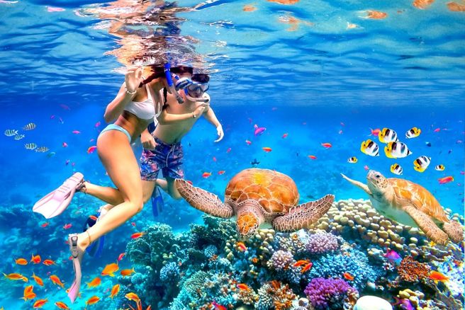 하와이 와이키키 100% 보는 거북이 스노클링 투어 (선셋 세일링 / 해양 액티비티 5종 콤보)