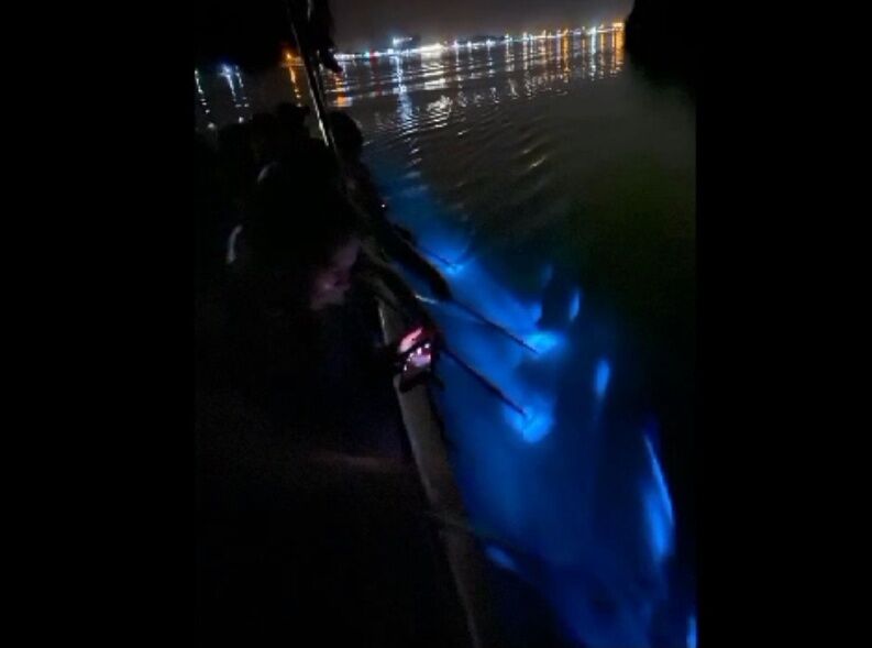 Kuala Lumpur: Selangor Fireflies & Blue Tears Tour