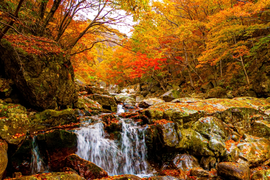 慶南河東智異山紅葉日帰りツアー - 盤ઊ谷、泉雲寺（釜山発）