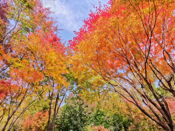 慶南河東智異山紅葉日帰りツアー - 盤ઊ谷、泉雲寺（釜山発）