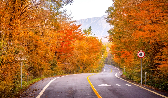 慶南河東智異山紅葉日帰りツアー - 盤ઊ谷、泉雲寺（釜山発）