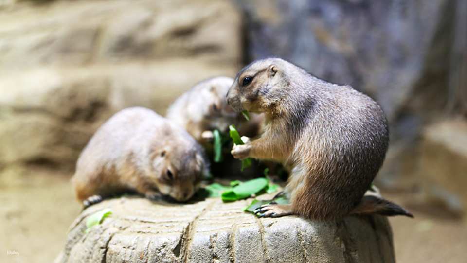 [특가] 대구 신세계 아쿠아리움 입장권