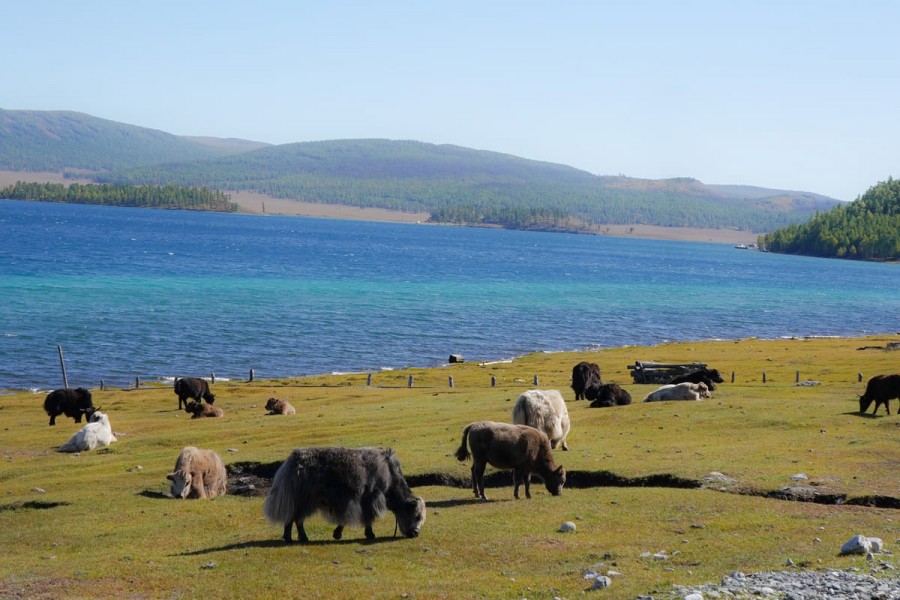 [여나투어] [5박6일] 홉스골 필수 코스 투어