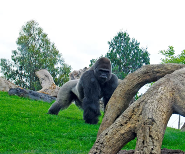 activity_detail_image