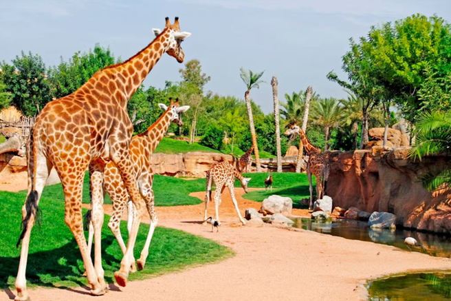 バレンシア バイオパーク動物園 入場チケット