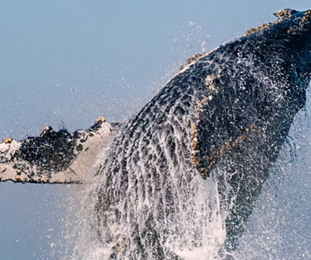 activity_detail_image