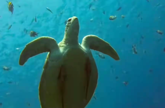 Bali Blue Lagoon Snorkeling & Waterfall Tour