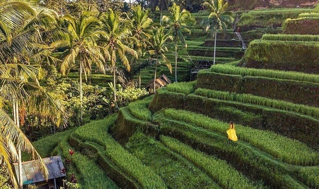 Ubud Monkey Forest, Holy Water Temple & Waterfalls Tour