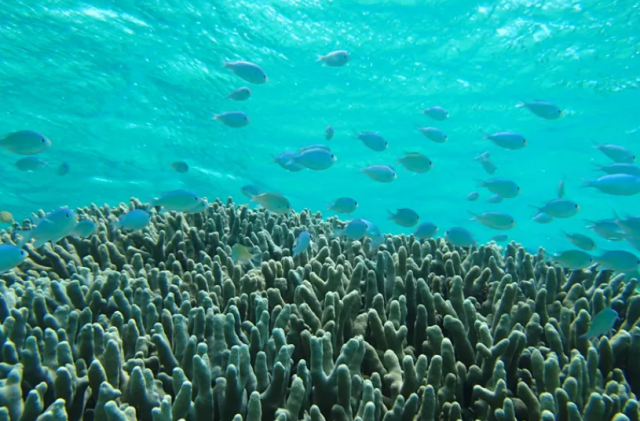 LeaLea Shuttle Bus Blue Cave Snorkeling, Lunch Included